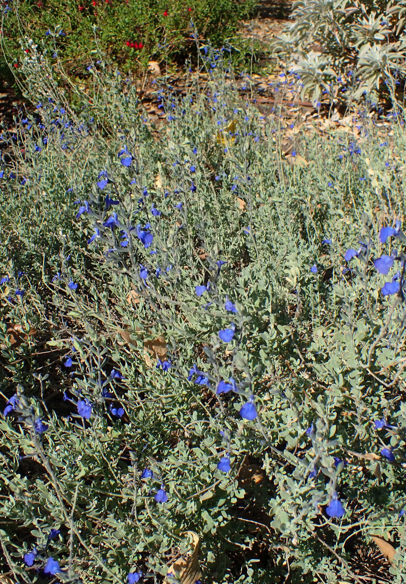 Germander Sage (Salvia Chamaedryoides) — which adds to the dynamic nature of the garden.<br><br>For optimal growth