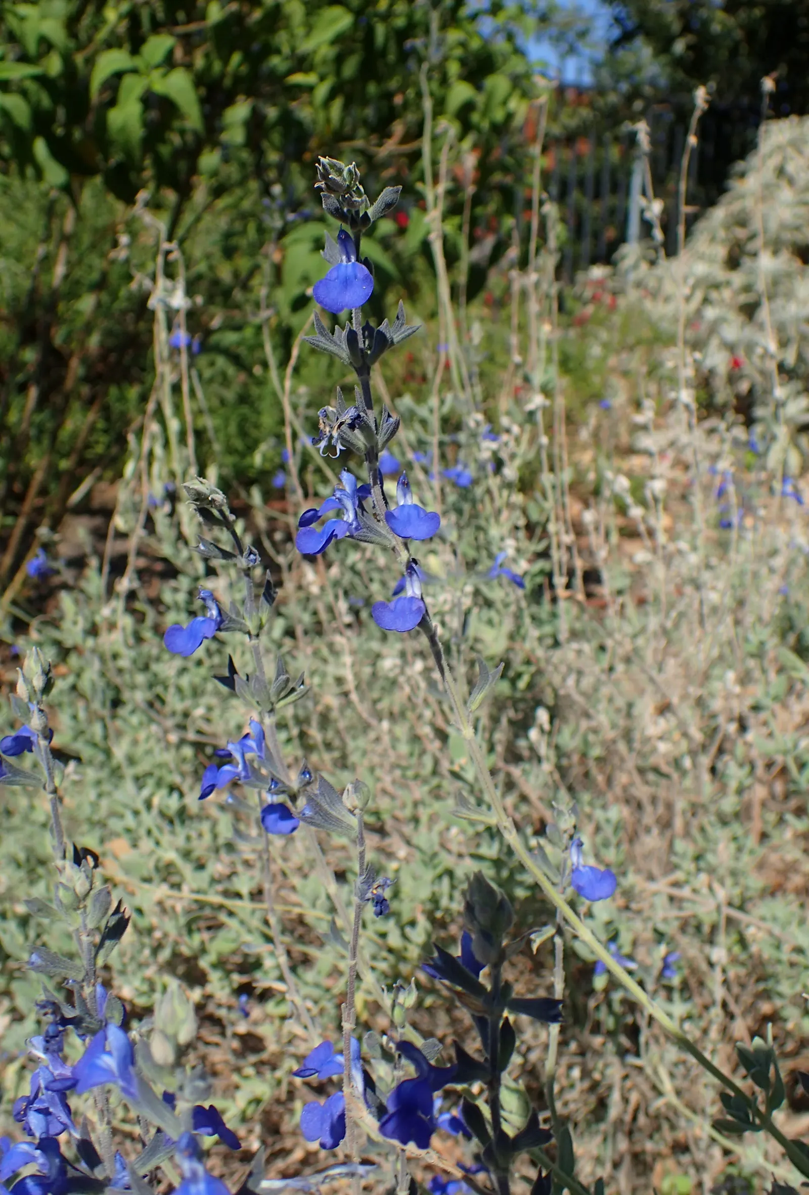 Germander Sage (Salvia Chamaedryoides) — Germander Sage (Salvia chamaedryoides) is a low-growing perennial
