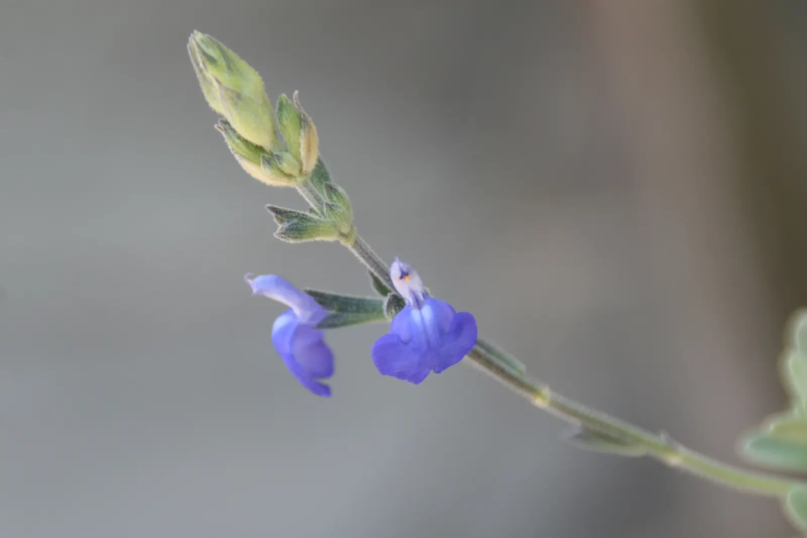 Germander Sage (Salvia Chamaedryoides) — making it a versatile and attractive choice for your landscaping project