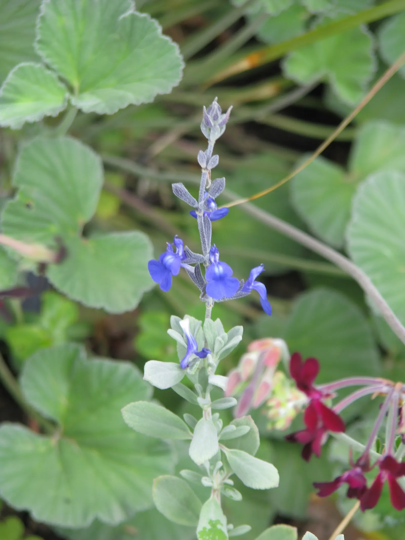Germander Sage (Salvia Chamaedryoides) — From late spring to early fall