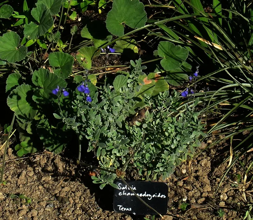 Germander Sage (Salvia Chamaedryoides) — Blooms appear in summer and fall, attracting pollinators
