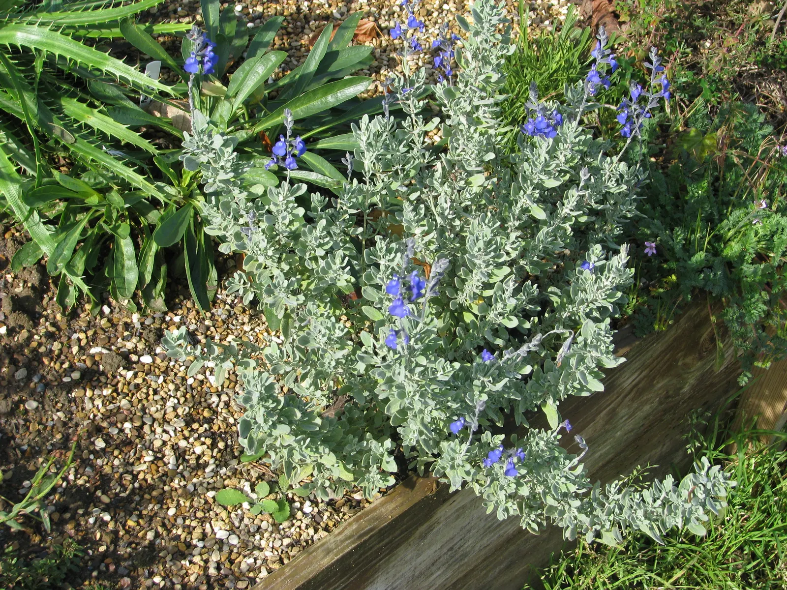 Germander Sage (Salvia Chamaedryoides) — particularly when contrasted with darker greens or bold floral hues