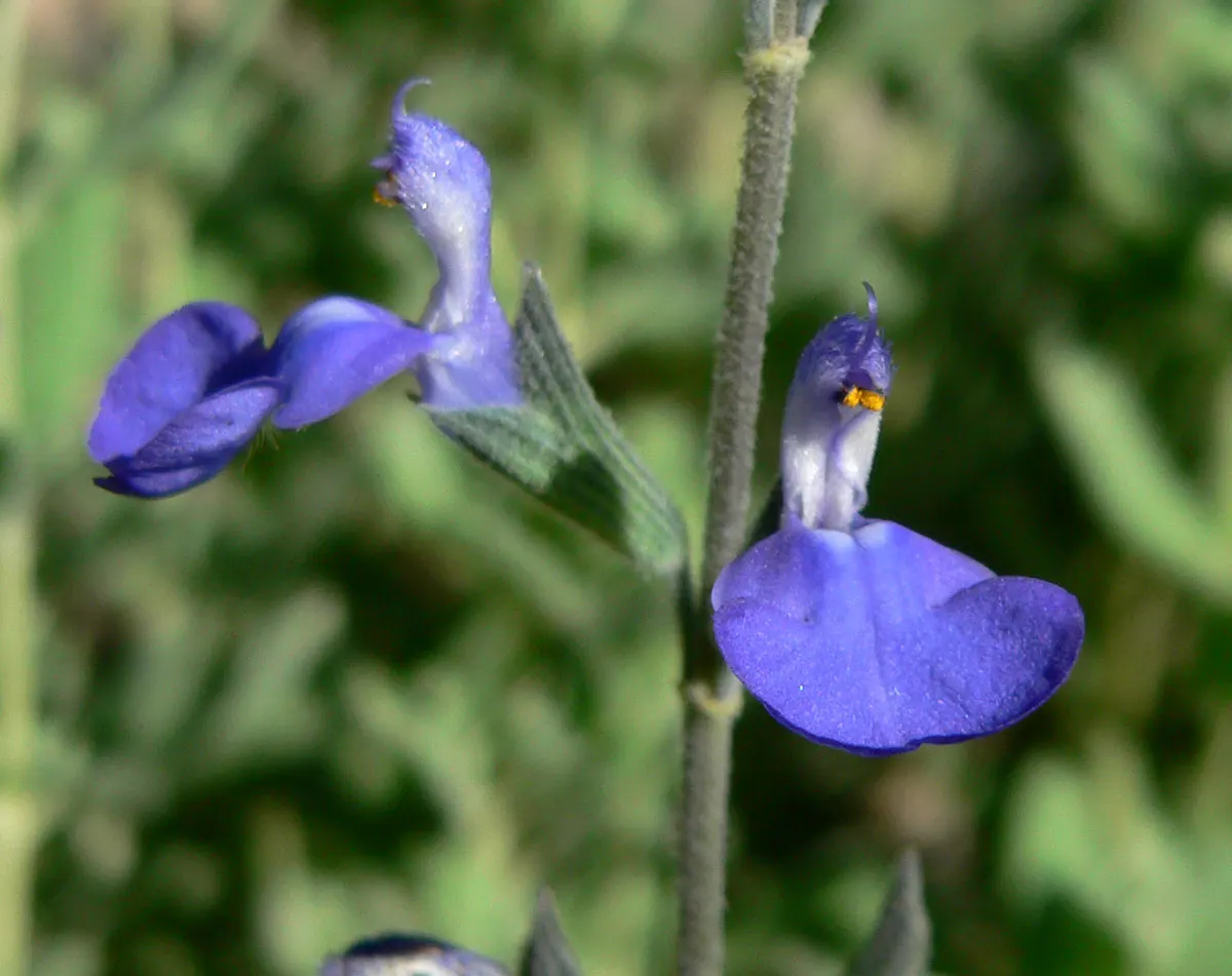 Germander Sage (Salvia Chamaedryoides) — it typically reaches a mature height and spread of 1 to 2 feet