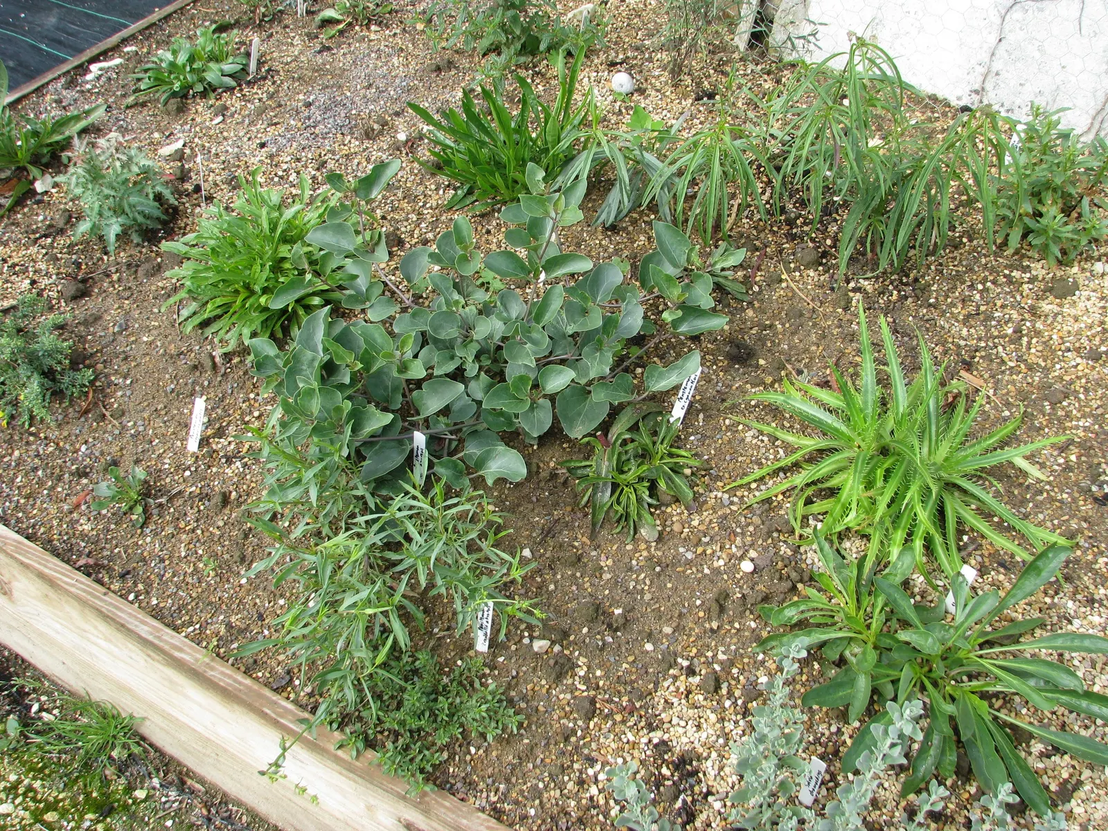 Germander Sage (Salvia Chamaedryoides) — Thriving in full sun, it reaches up to 2-3 feet in width and 1-2 feet in height