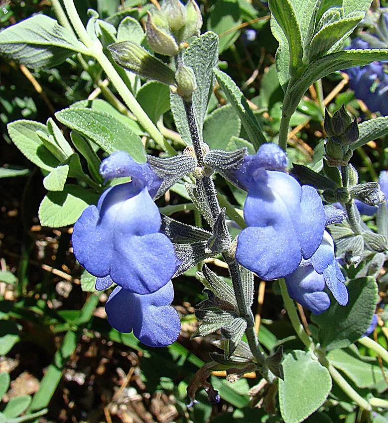 Germander Sage (Salvia Chamaedryoides) — shrub for full