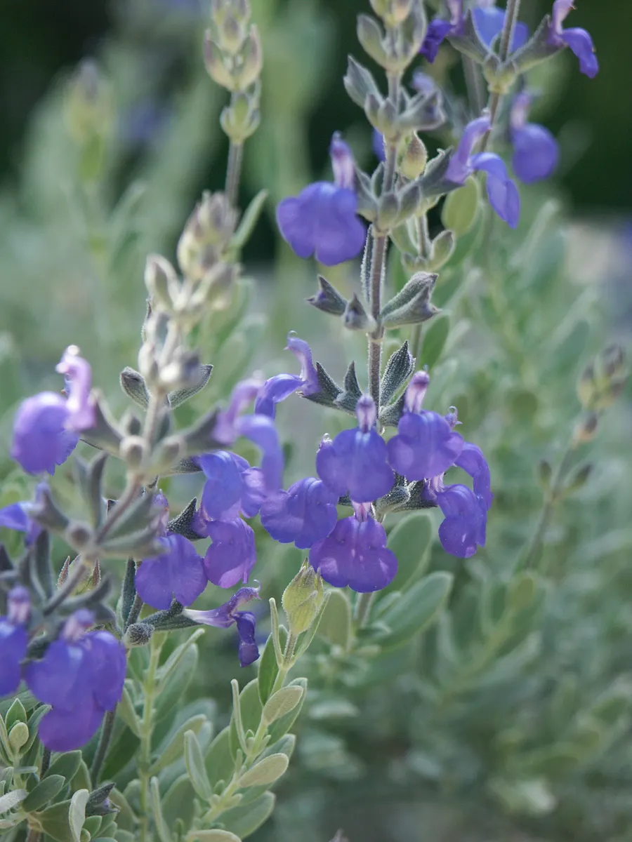 Germander Sage (Salvia Chamaedryoides) — Incorporating Germander Sage grants both visual charm and ecological benefits