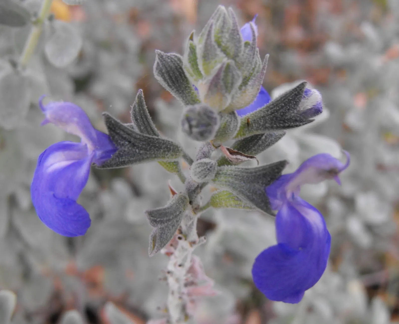 Germander Sage (Salvia Chamaedryoides) — blue flowers in the garden