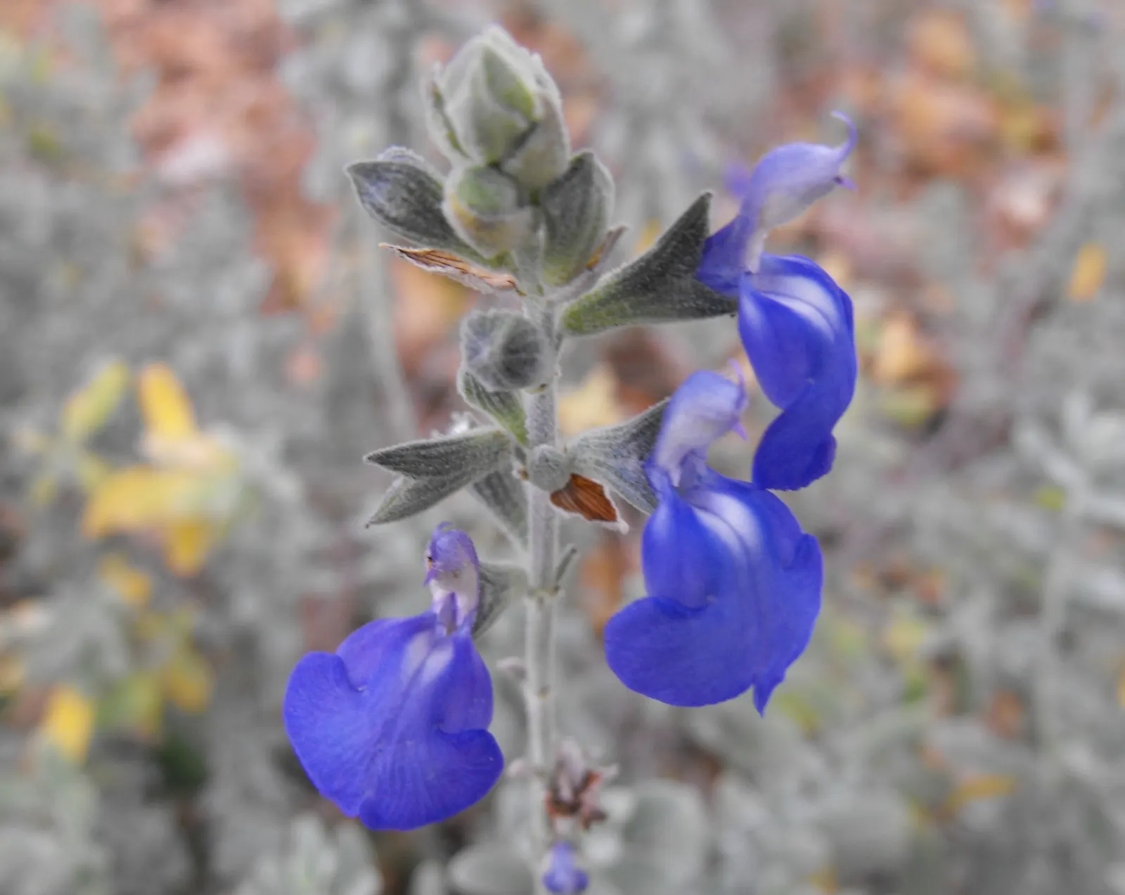 Germander Sage (Salvia Chamaedryoides) — shrub with blue blooms