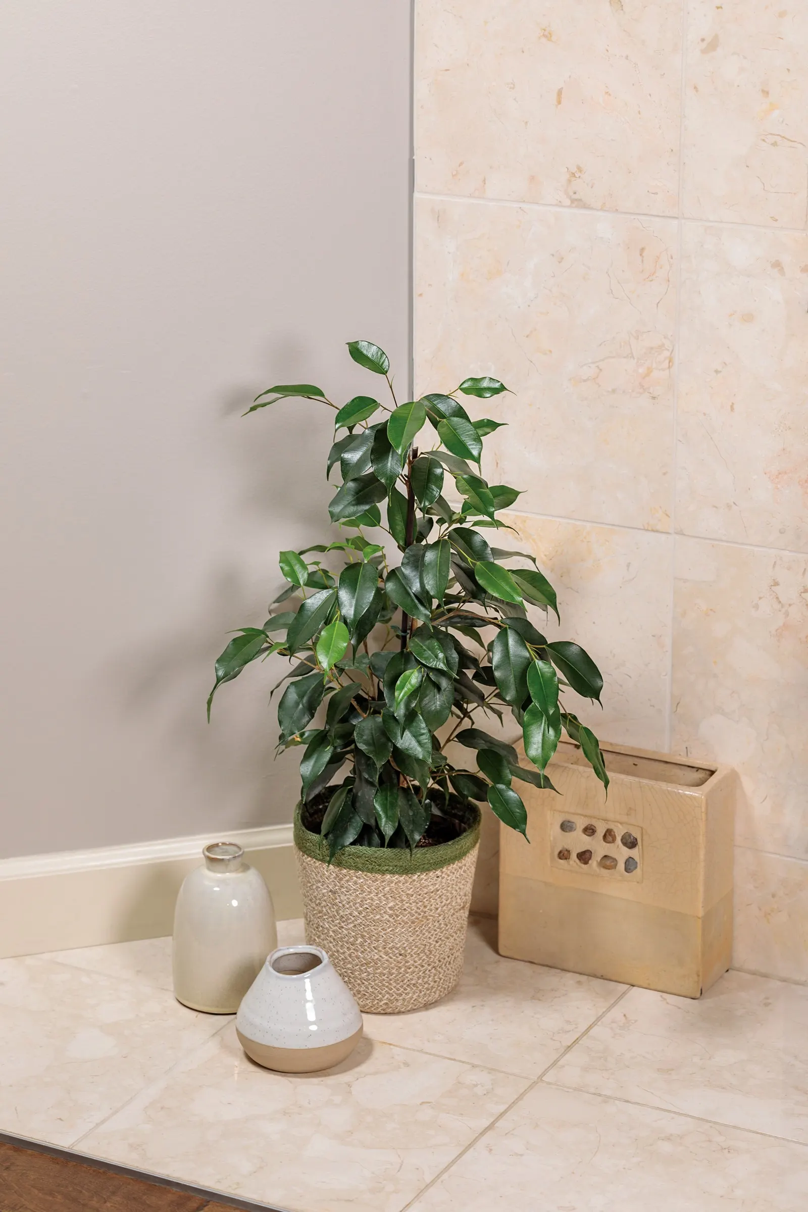 Danielle Weeping Fig (Ficus benjamina) — The Ficus benjamina 'Danielle' is an upright tropical houseplant with slender arching branches and glossy