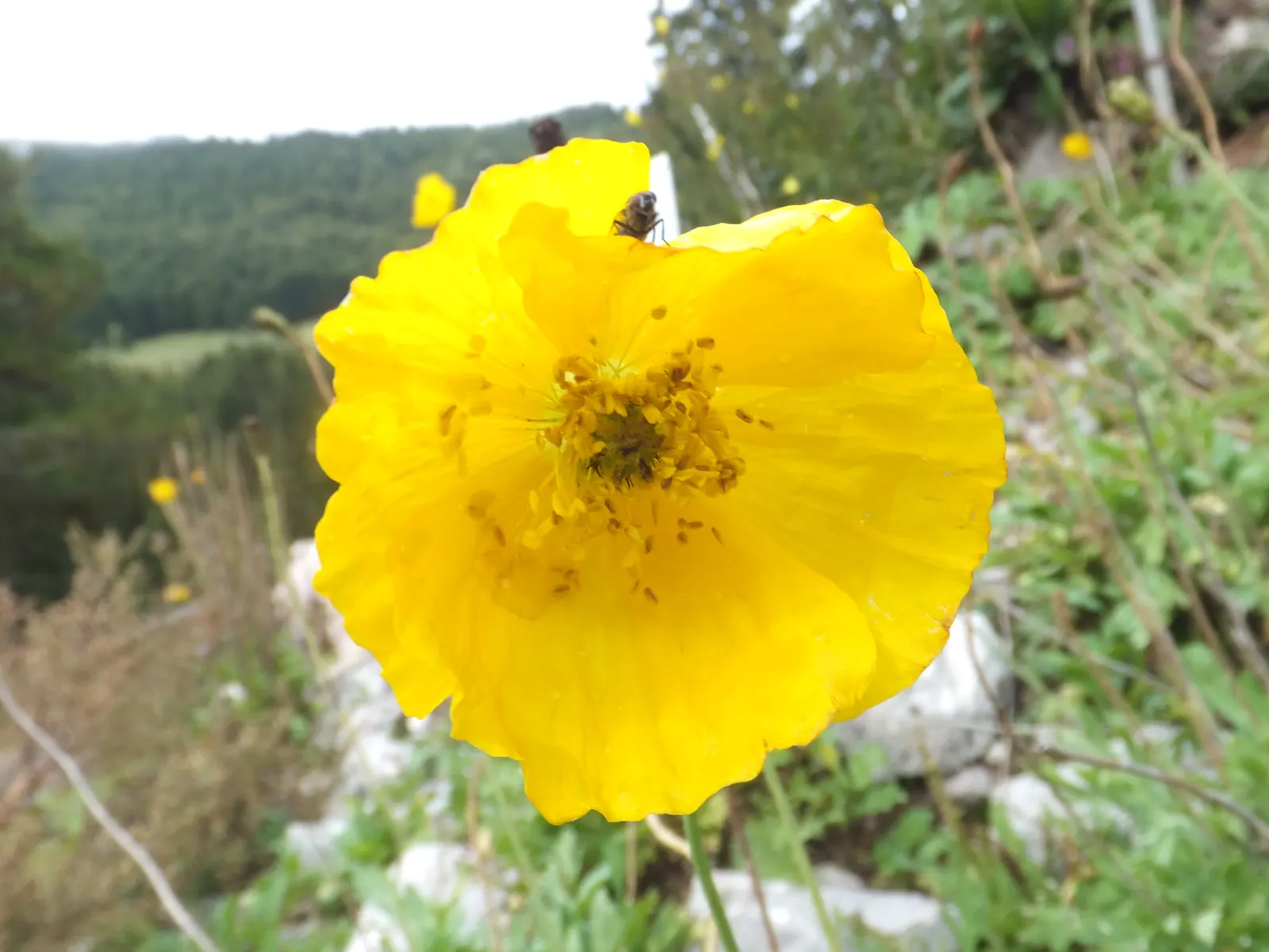 Iceland Poppy (Papaver Nudicaule) — This plant thrives best in USDA zones 2 through 9 and prefers well-drained, image 104