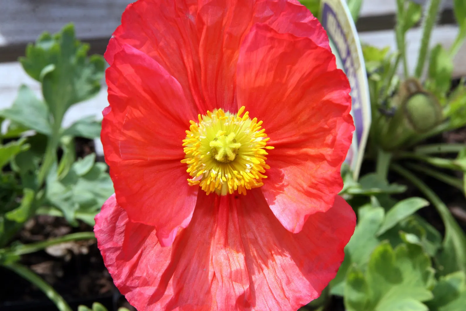 Iceland Poppy (Papaver Nudicaule) — It boasts a delicate yet vibrant display; annual for full or half, image 53