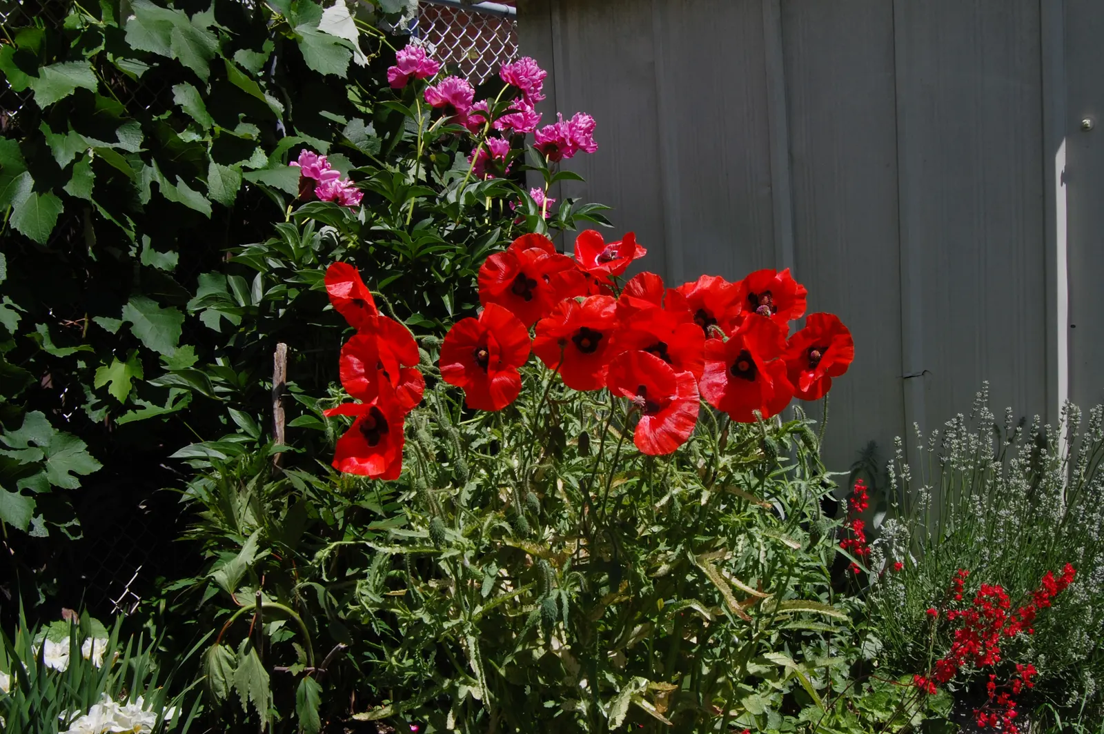 Iceland Poppy (Papaver Nudicaule) — Ideal for adding a splash of color to rock gardens or borders.\n; it can create a sea of color that enlivens any garden