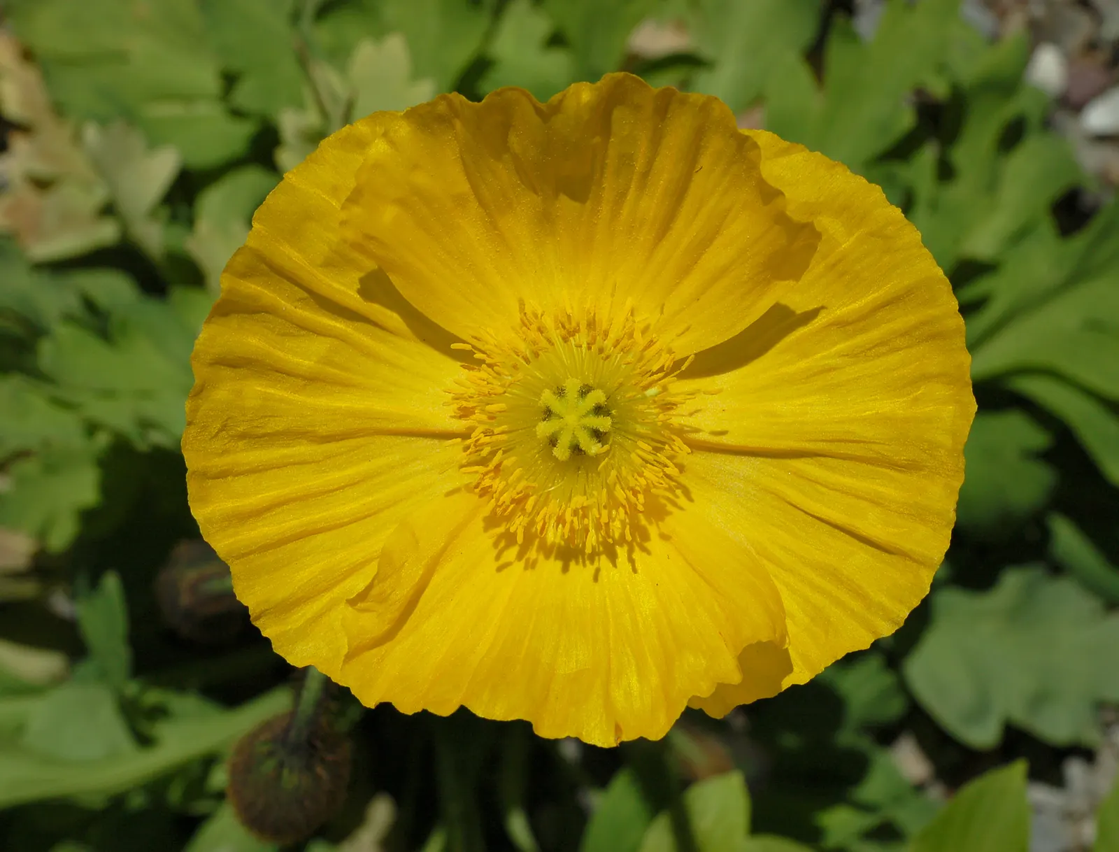 Iceland Poppy (Papaver Nudicaule) — each bloom spanning 2-4 inches across
