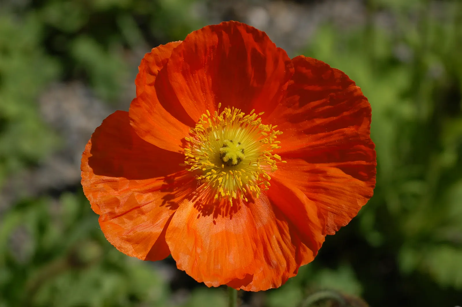 Iceland Poppy (Papaver Nudicaule) — Regular deadheading encourages prolonged blooming; the Iceland Poppy (Papaver nudicaule) is a hardy perennial with a