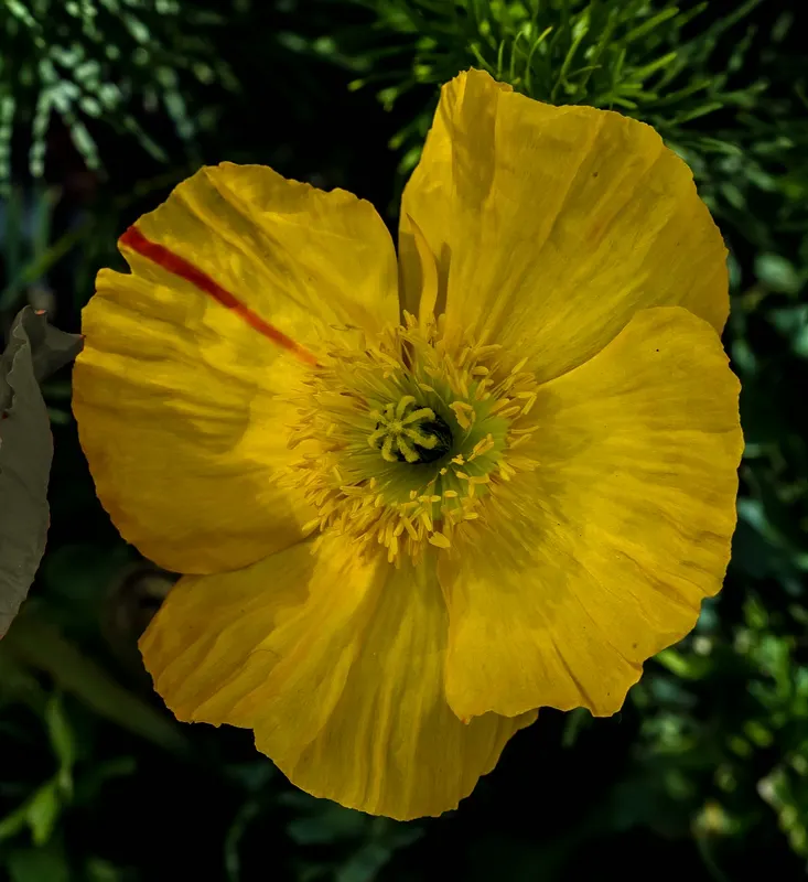 Iceland Poppy (Papaver Nudicaule) — with each possessing a distinct; orange flowers in the garden, image 102