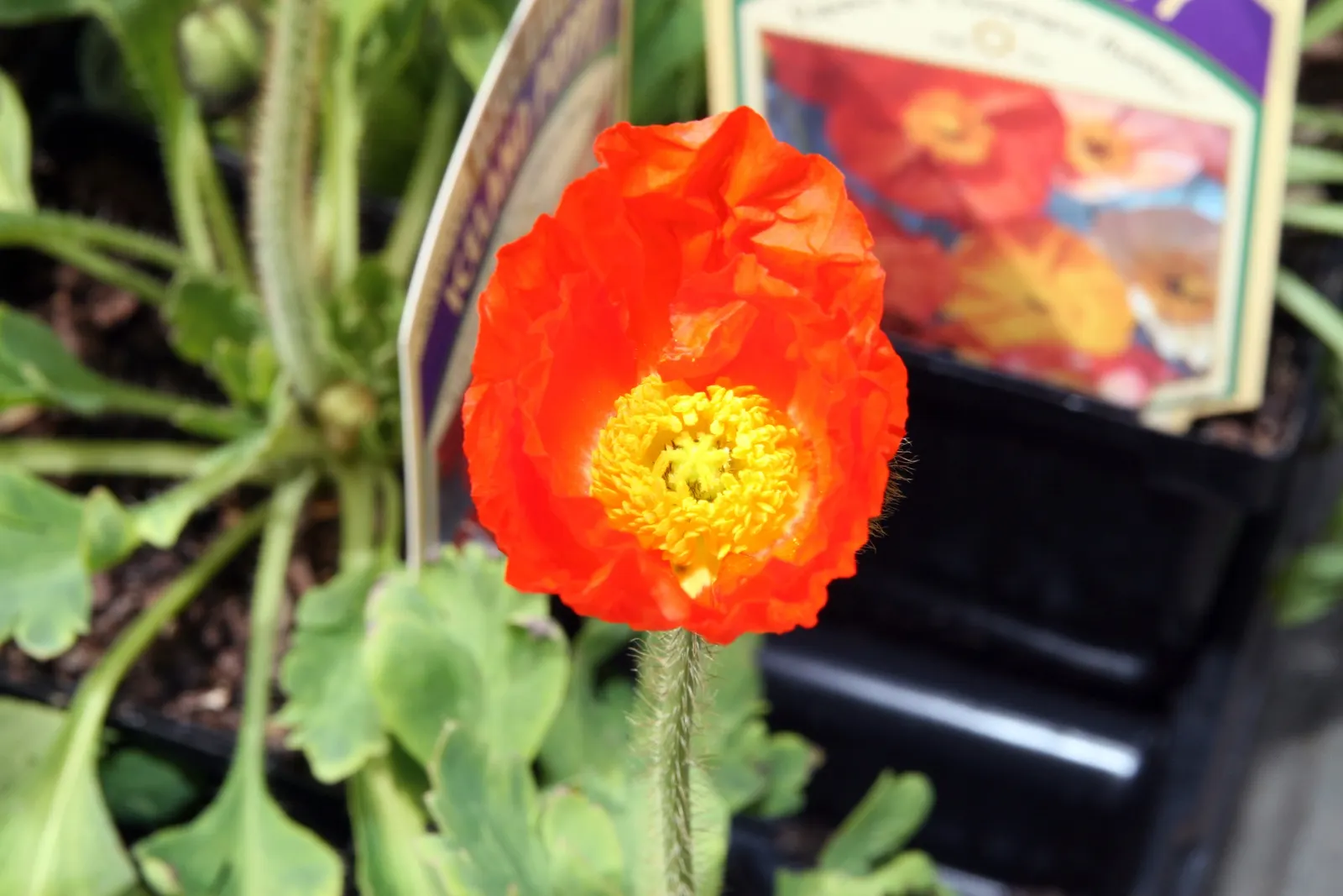 Iceland Poppy (Papaver Nudicaule) — This plant thrives best in USDA zones 2 through 9 and prefers well-drained, image 81