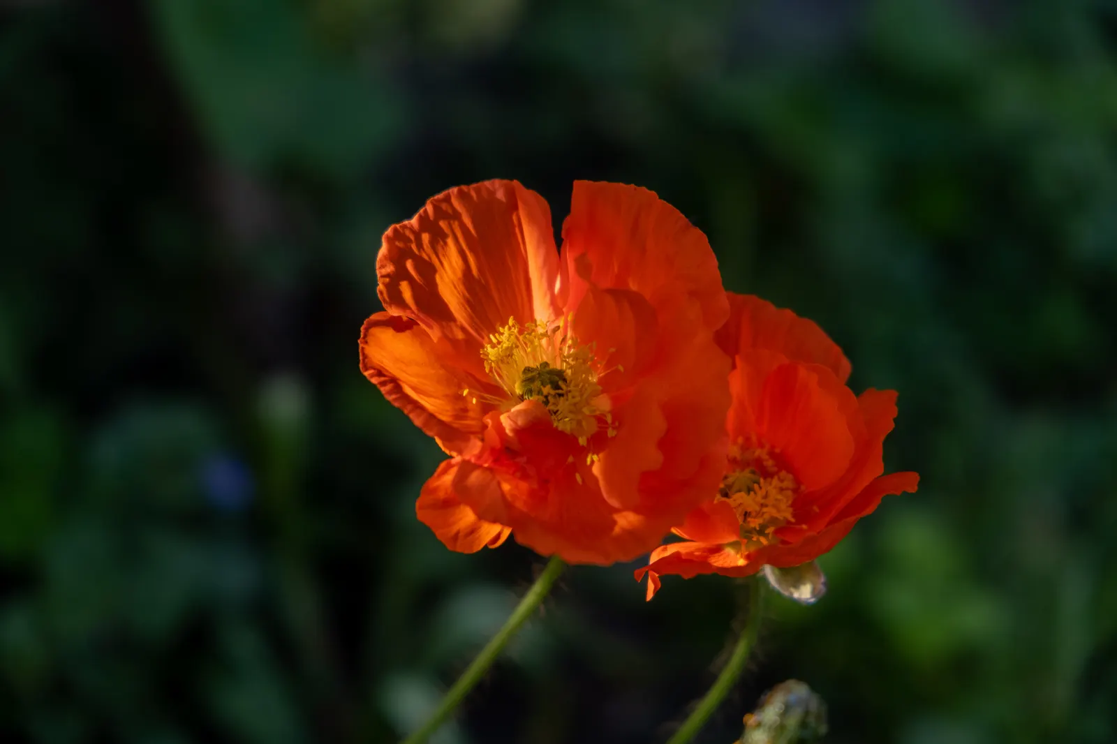 Iceland Poppy (Papaver Nudicaule) — Rising up to 2 feet tall, this poppy thrives in well-drained soil and full sun