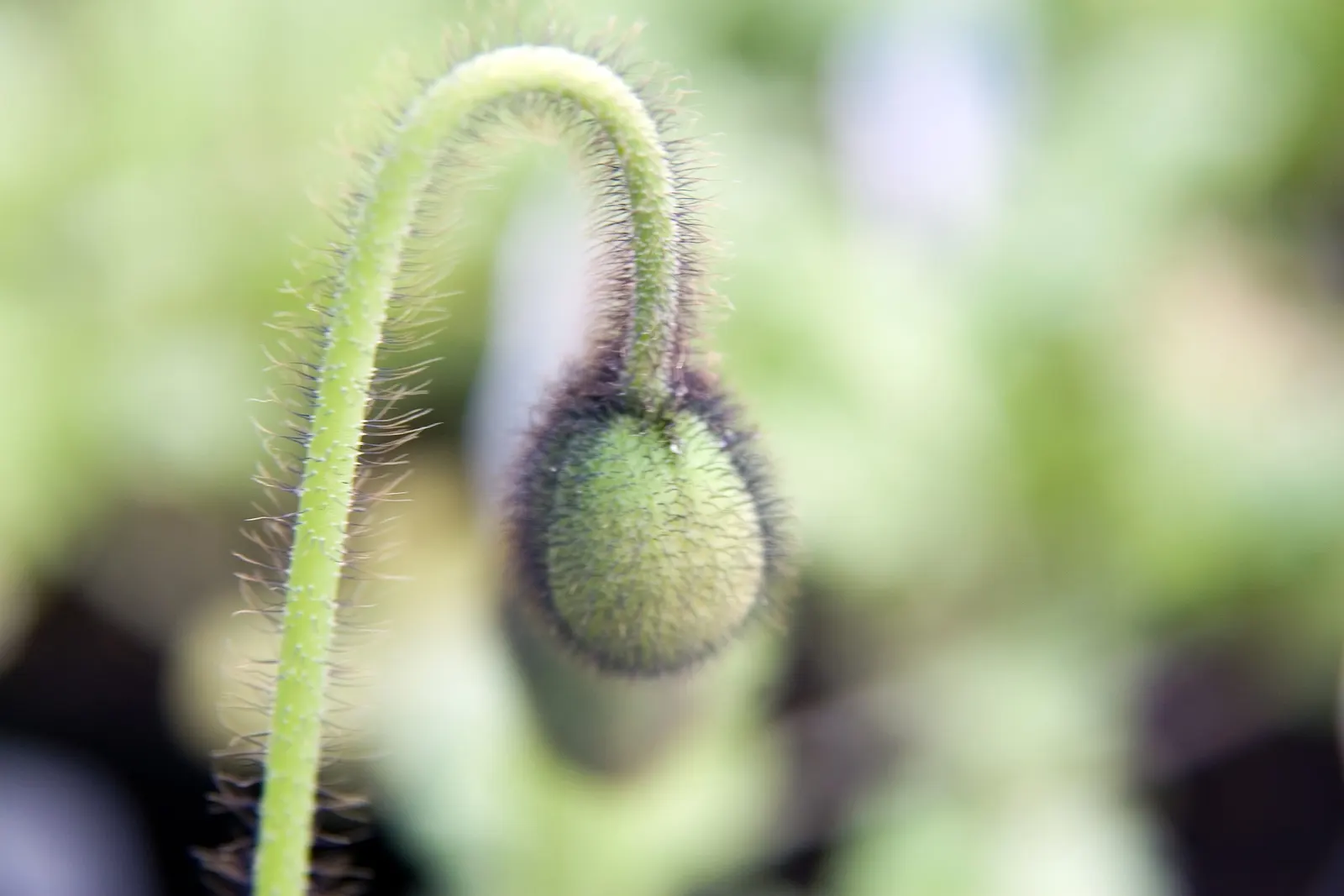 Iceland Poppy (Papaver Nudicaule) — Rising up to 2 feet tall, this poppy thrives in well-drained soil and full sun; cup-shaped flowers in vivid, image 50