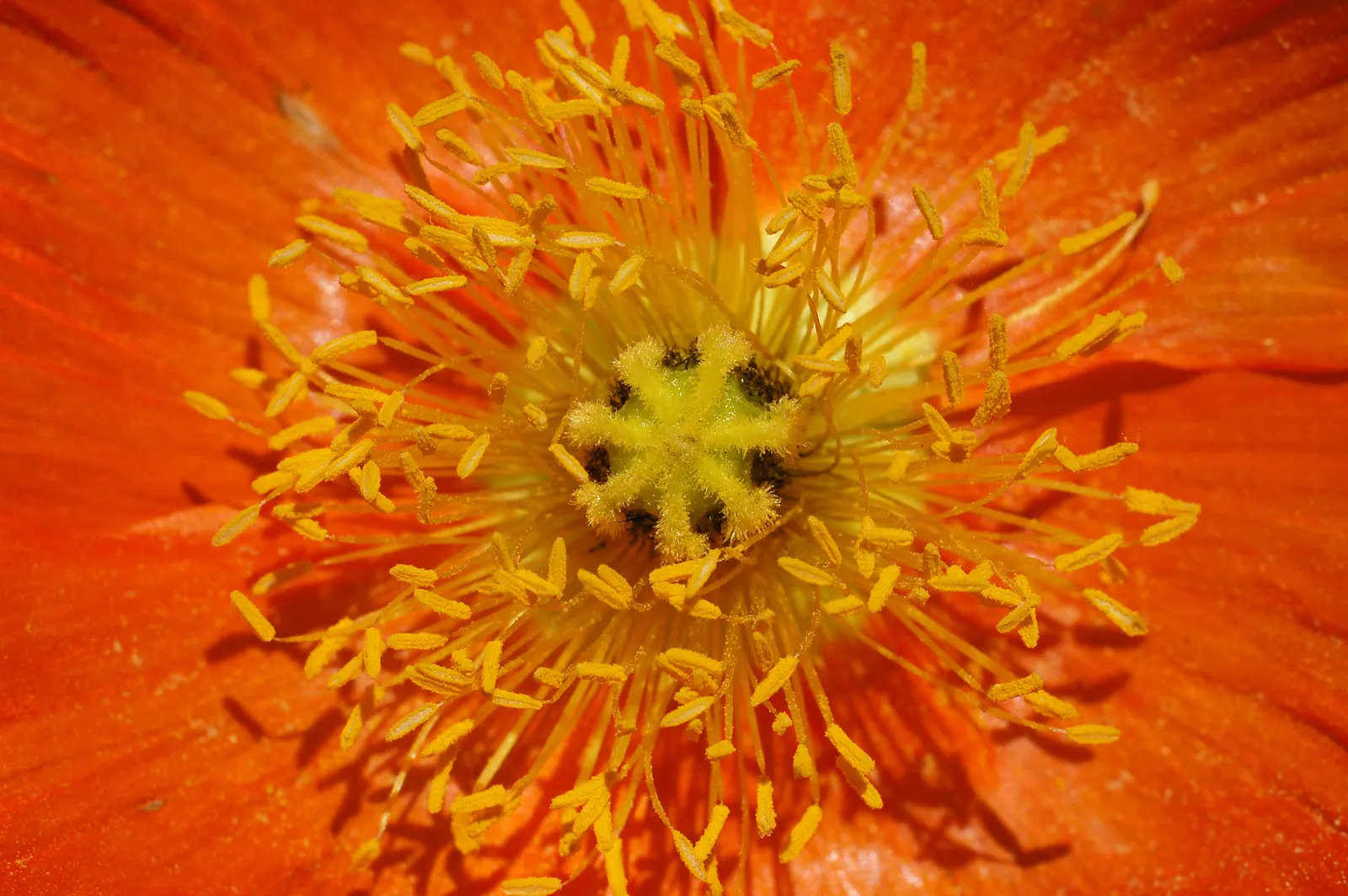 Iceland Poppy (Papaver Nudicaule) — Regular deadheading encourages prolonged blooming