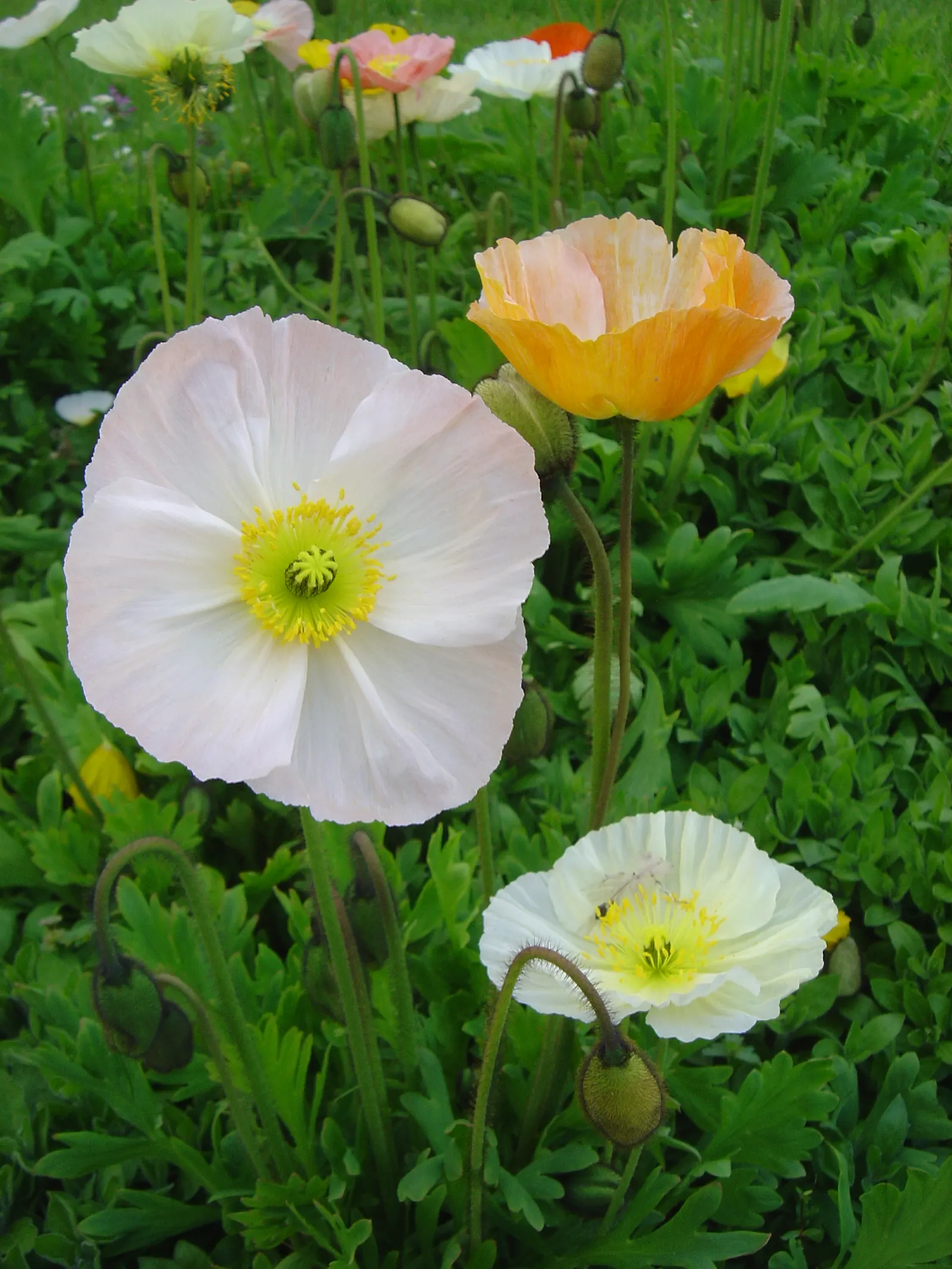 Iceland Poppy (Papaver Nudicaule) — annual with orange blooms