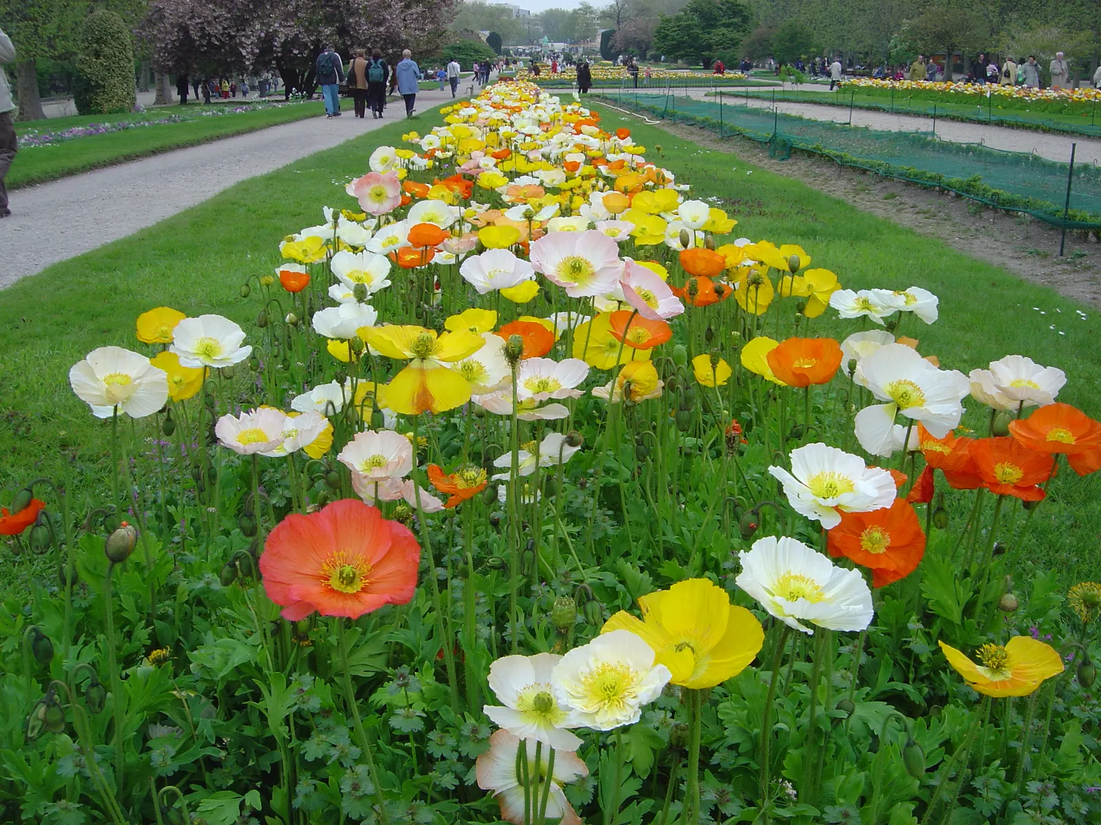 Iceland Poppy (Papaver Nudicaule) — Papaver nudicaule works well as a border plant