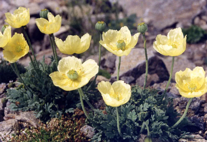 Iceland Poppy (Papaver Nudicaule) — cup-shaped flowers in vivid hues ranging from white and yellow to orange and red; the soft, greenish-grey, image 94