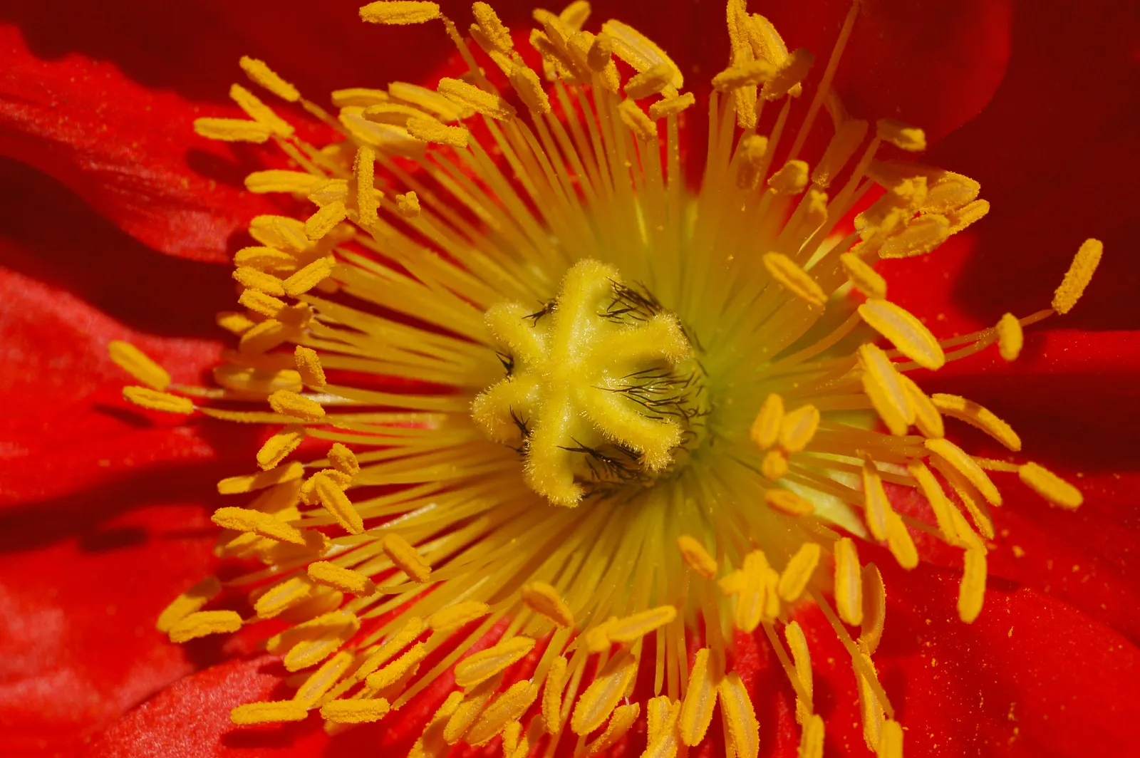 Iceland Poppy (Papaver Nudicaule) — Papaver nudicaule works well as a border plant; with each possessing a distinct, image 84