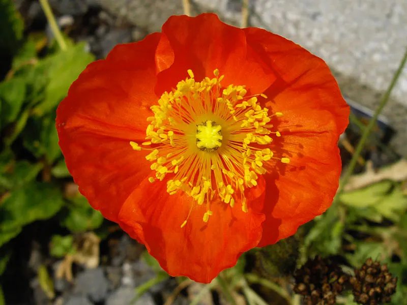 Iceland Poppy (Papaver Nudicaule) — The soft, greenish-grey leaves provide a subtle backdrop that accentuates the vivid floral hues; deadheading, image 103