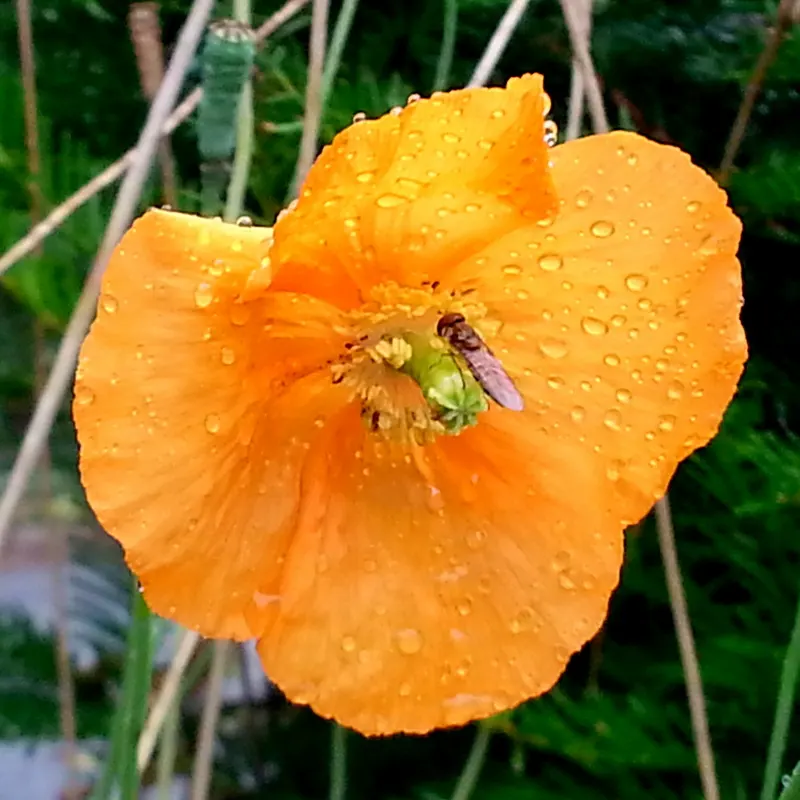 Iceland Poppy (Papaver Nudicaule) — making it both a client's delight and an ecological asset; annual with orange blooms, image 89
