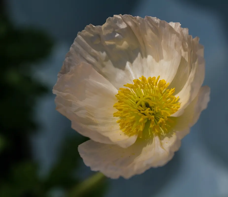 Iceland Poppy (Papaver Nudicaule) — Rising up to 2 feet tall, this poppy thrives in well-drained soil and full sun; cup-shaped flowers in vivid, image 73