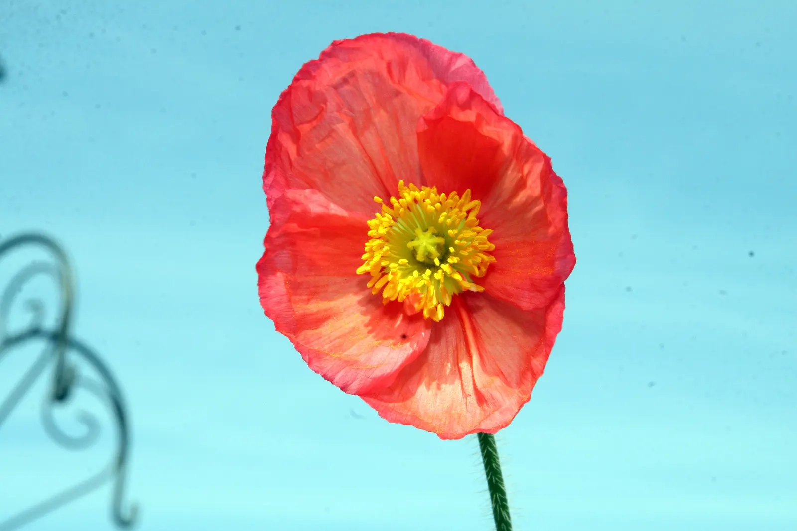 Iceland Poppy (Papaver Nudicaule) — Ideal for adding a splash of color to rock gardens or borders.\n; it can create a sea of color that enlivens, image 75