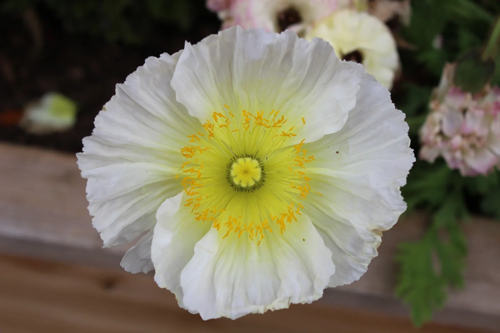 Iceland Poppy (Papaver Nudicaule) — It boasts a delicate yet vibrant display; annual for full or half, image 99