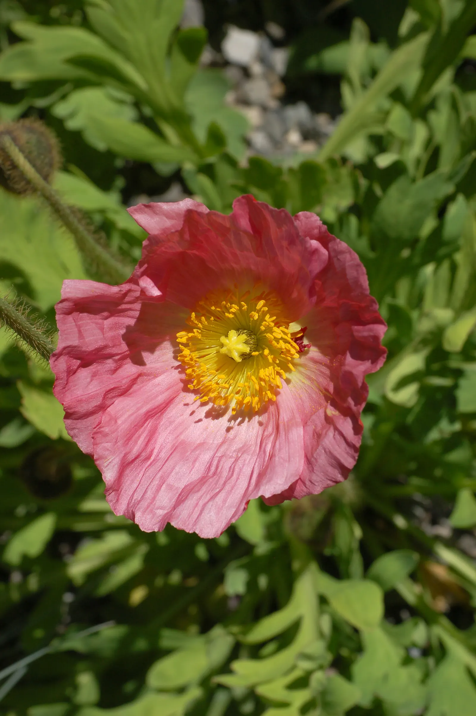 Iceland Poppy (Papaver Nudicaule) — Deadheading encourages prolonged blooming; hairy stems that can reach heights of 12 to 24 inches, image 74