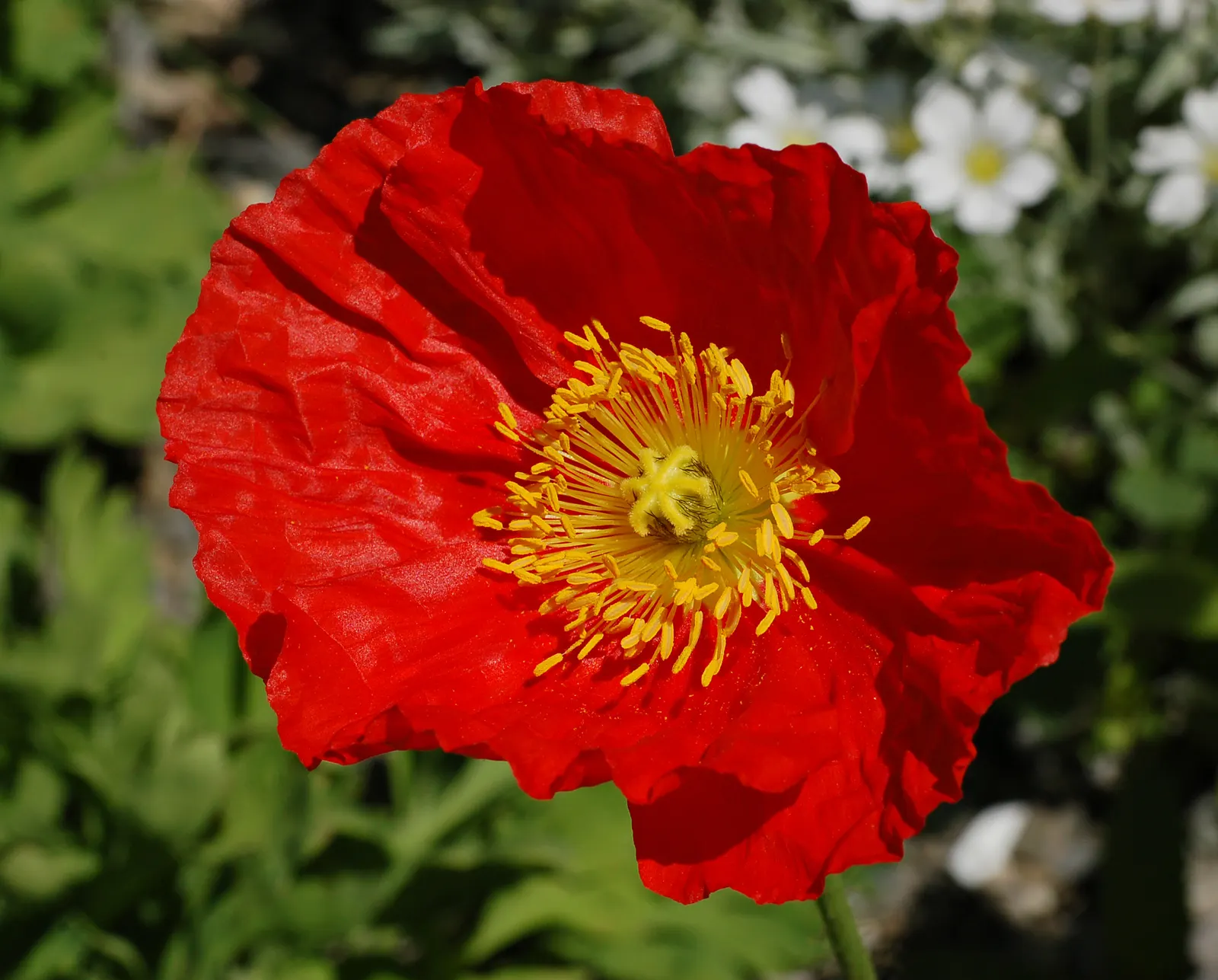 Iceland Poppy (Papaver Nudicaule) — although it is tolerant of a variety of soil conditions; each bloom spanning 2-4 inches across