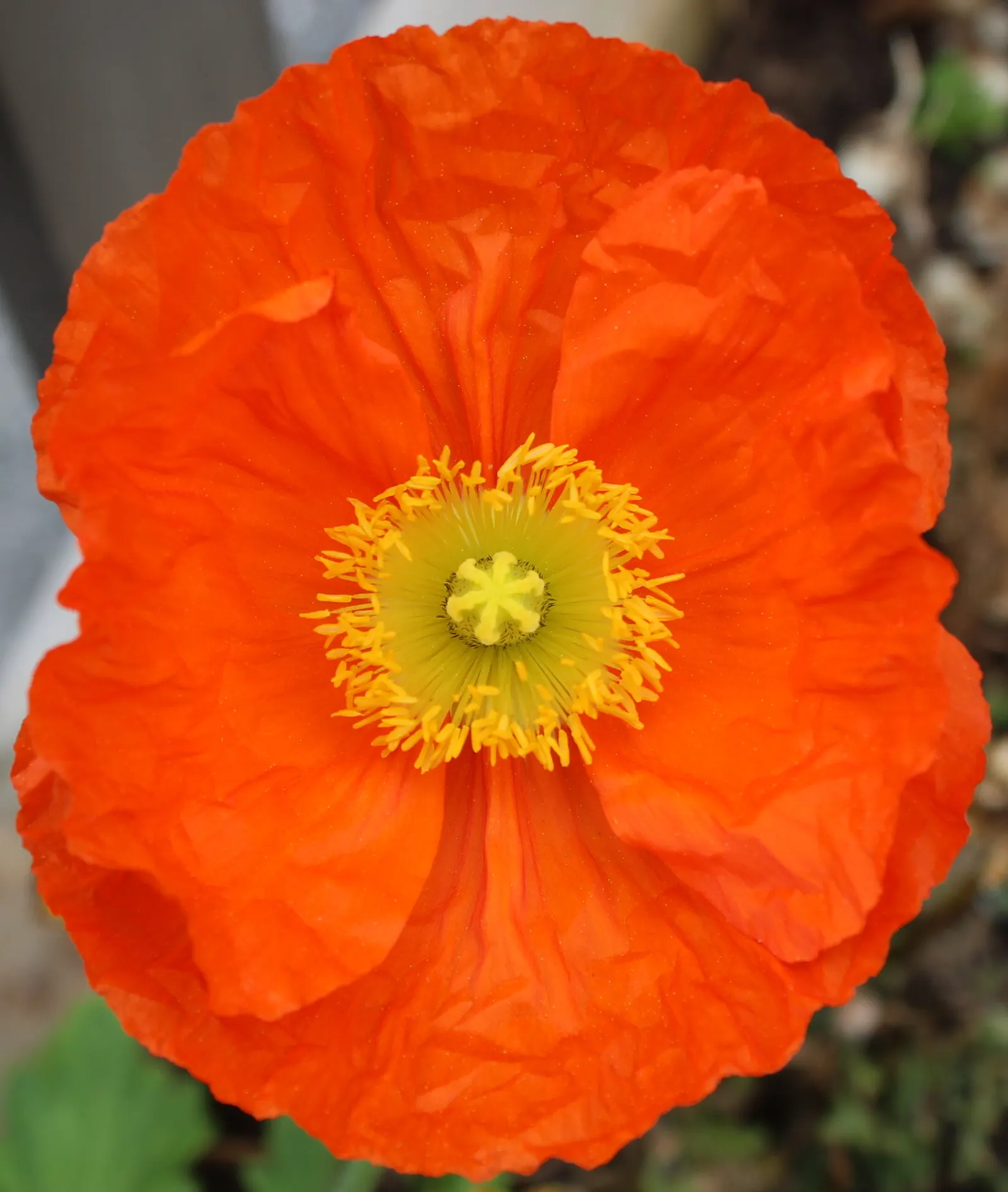 Iceland Poppy (Papaver Nudicaule) — The soft, greenish-grey leaves provide a subtle backdrop that accentuates the vivid floral hues; deadheading, image 80