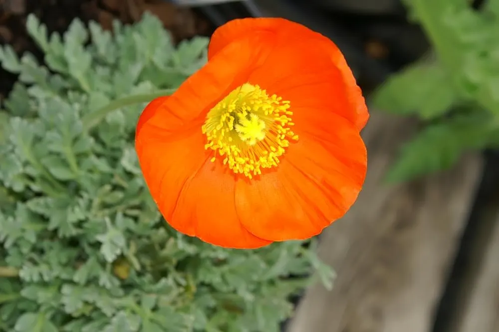 Iceland Poppy (Papaver Nudicaule) — lightly fragrant flowers perched atop slender; it boasts a delicate yet vibrant display