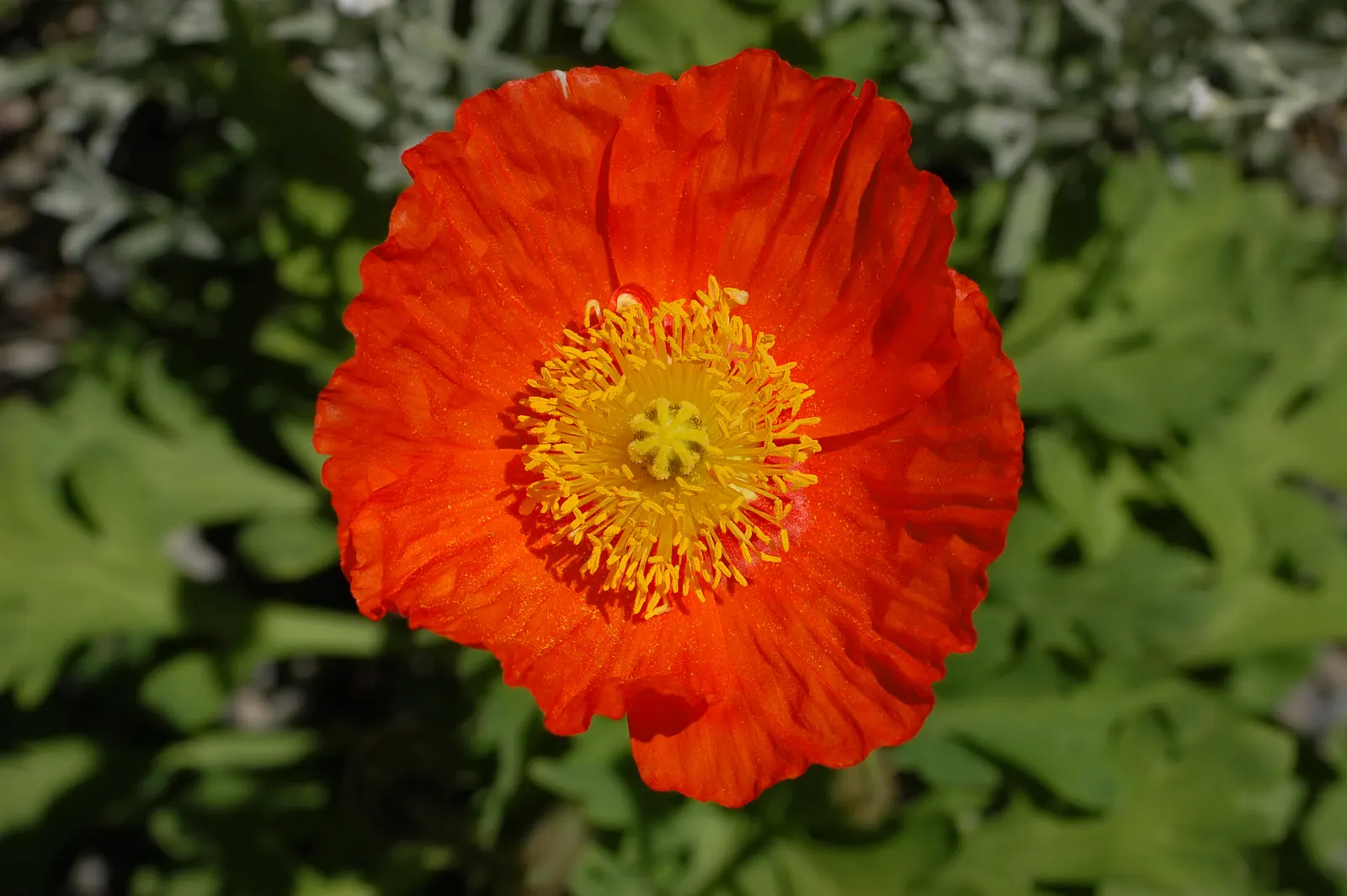 Iceland Poppy (Papaver Nudicaule) — although it is tolerant of a variety of soil conditions