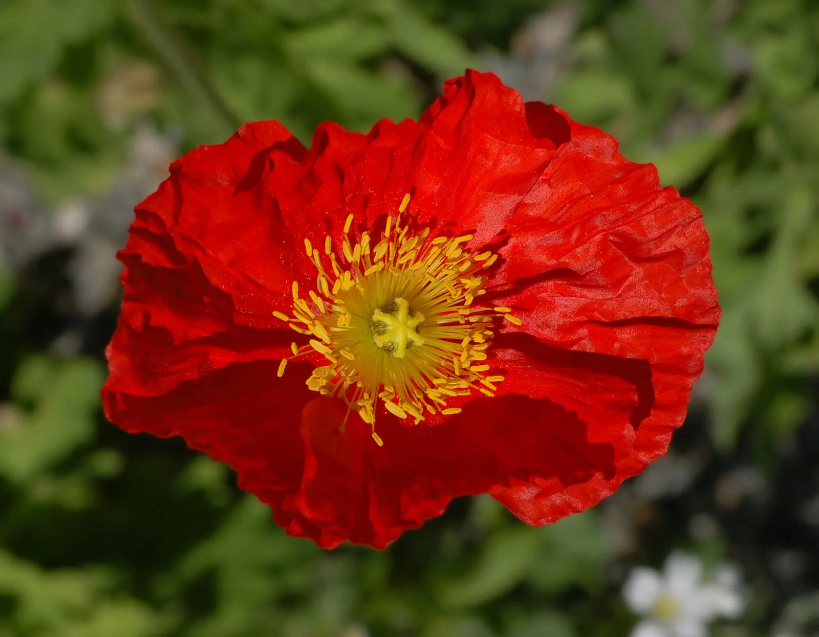 Iceland Poppy (Papaver Nudicaule) — cup-shaped flowers in vivid hues ranging from white and yellow to orange and red; the soft, greenish-grey leaves provide a