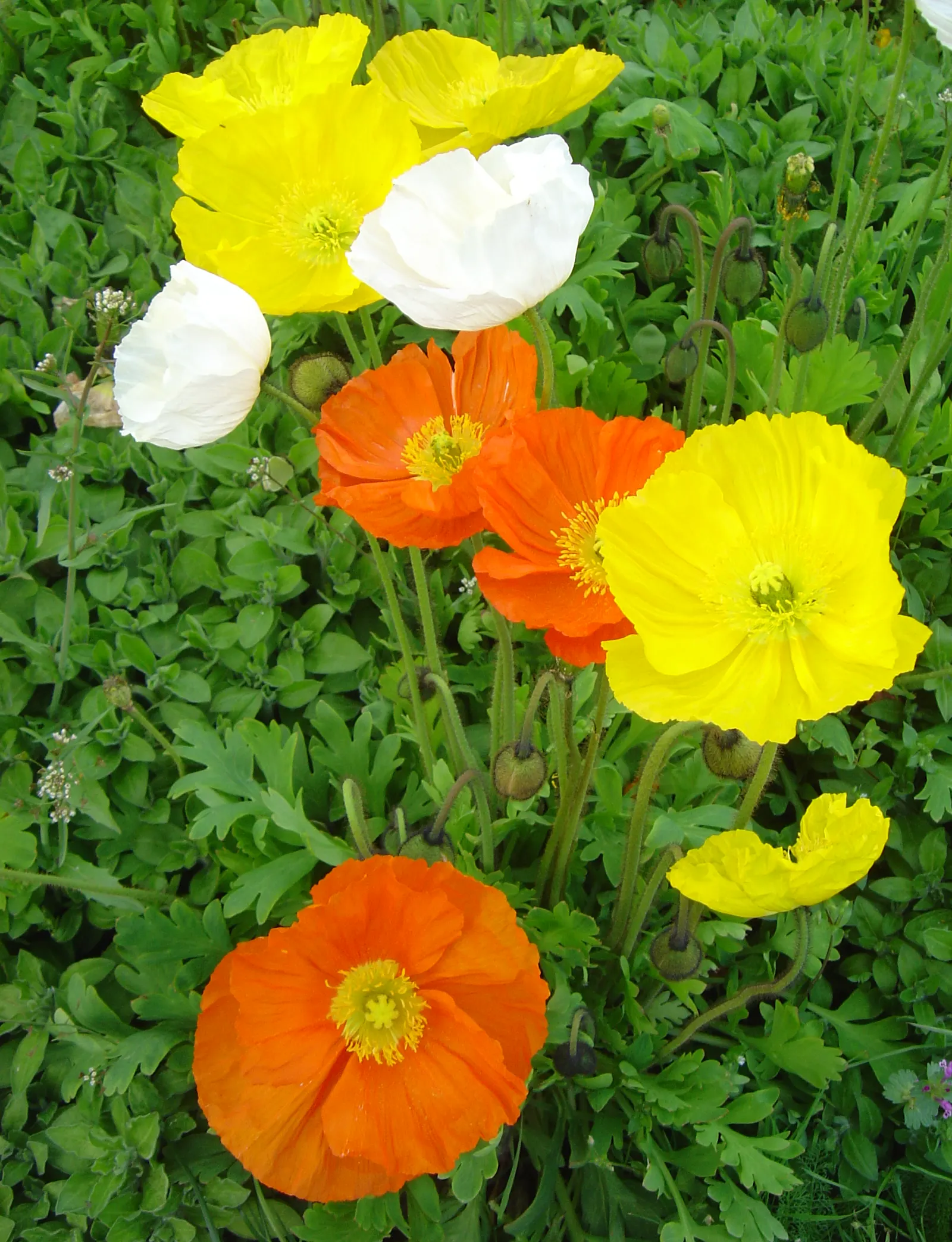 Iceland Poppy (Papaver Nudicaule) — with each possessing a distinct
