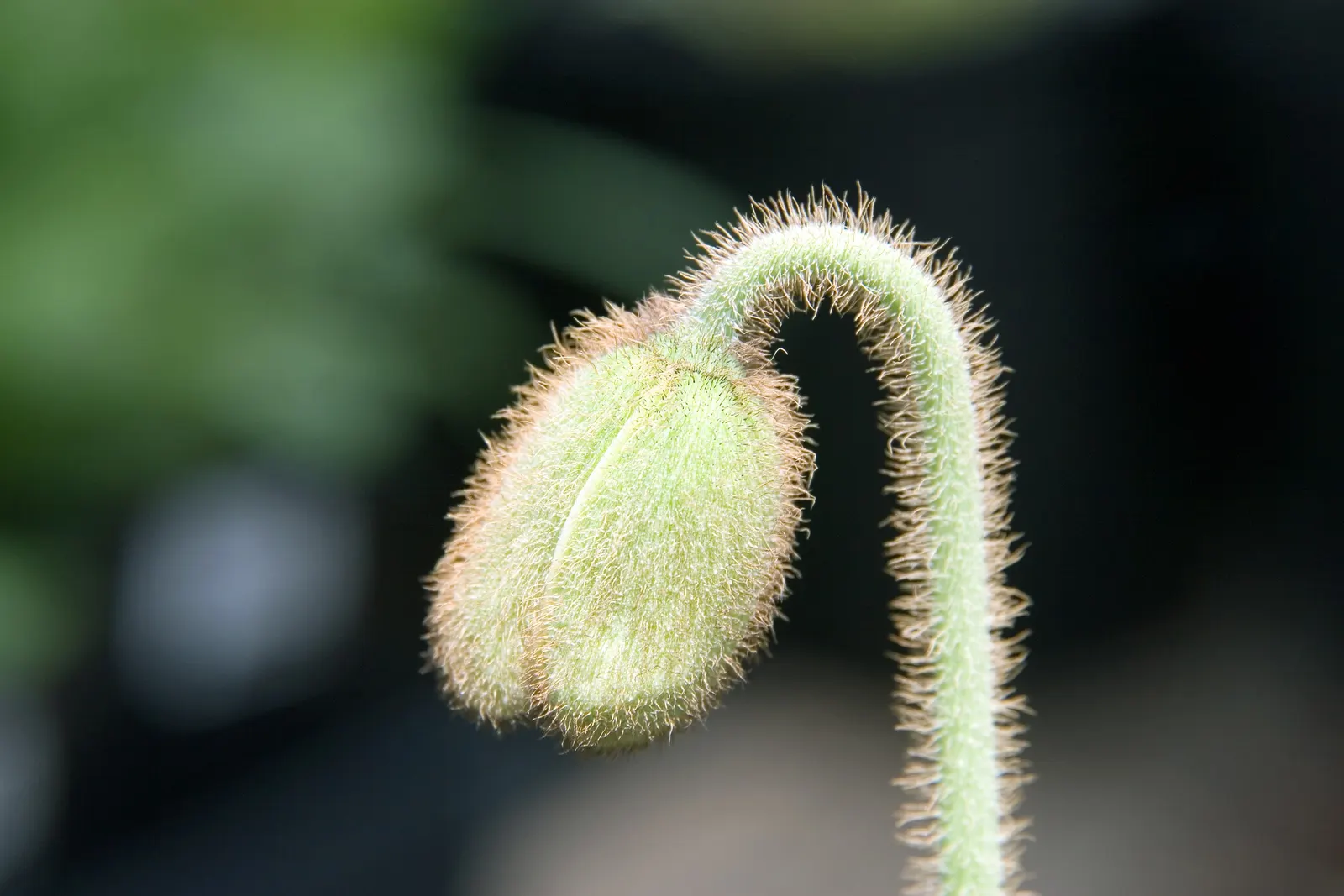 Iceland Poppy (Papaver Nudicaule) — with each possessing a distinct; orange flowers in the garden