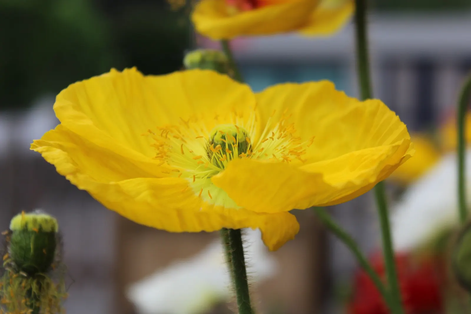 Iceland Poppy (Papaver Nudicaule) — hairy stems that can reach heights of 12 to 24 inches; although it is tolerant of a variety of soil conditions, image 101