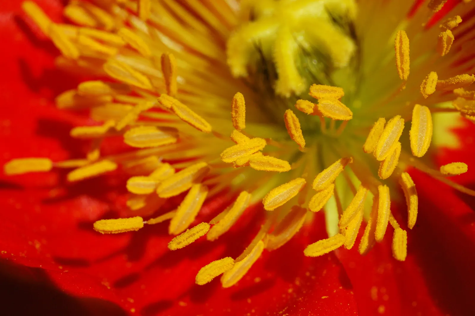 Iceland Poppy (Papaver Nudicaule) — lightly fragrant flowers perched atop slender; it boasts a delicate yet vibrant display, image 54