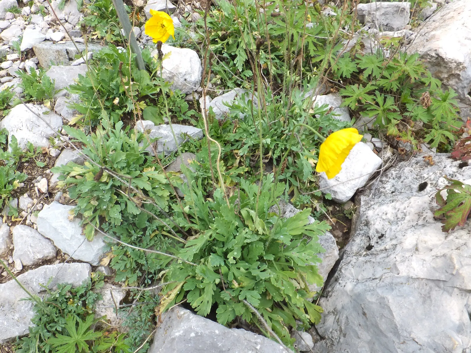 Iceland Poppy (Papaver Nudicaule) — Be mindful that it has a moderate drought tolerance once established, requiring only occasional watering, image 64
