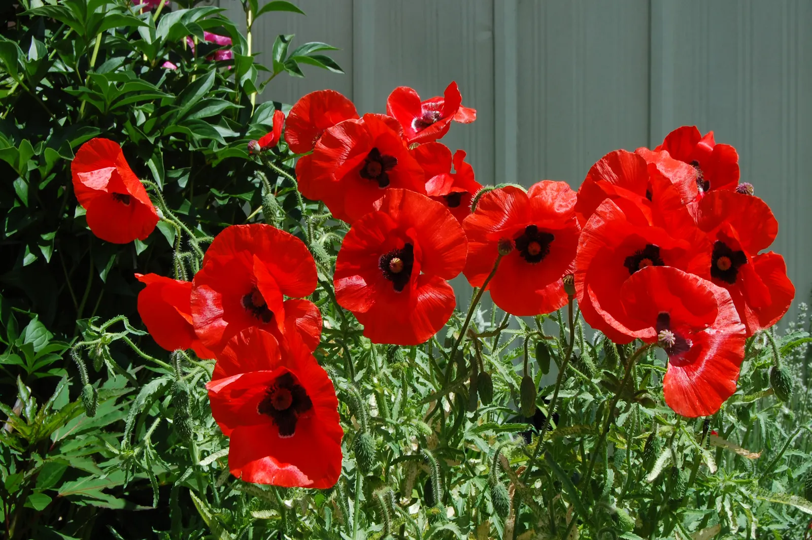 Iceland Poppy (Papaver Nudicaule) — Ideal for adding a splash of color to rock gardens or borders.\n