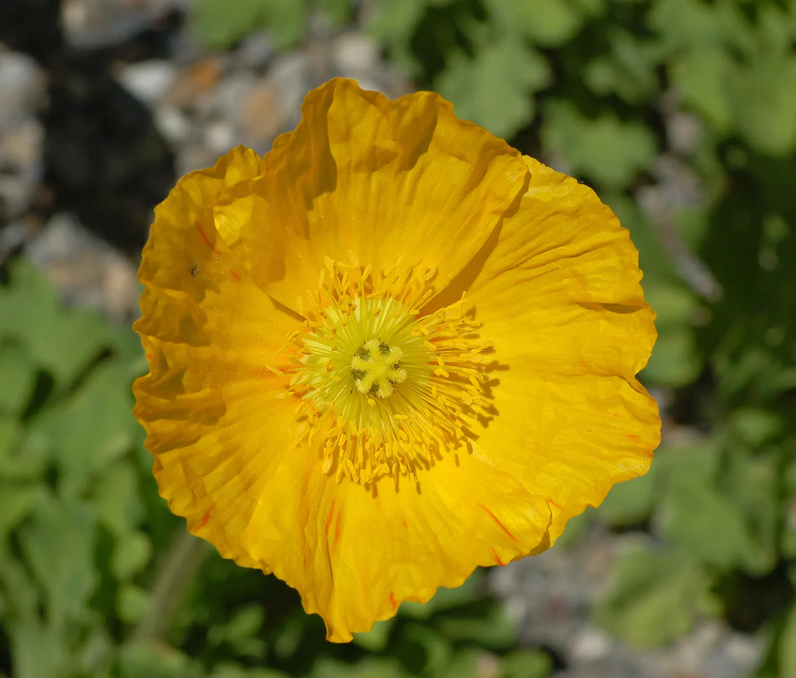 Iceland Poppy (Papaver Nudicaule) — It boasts a delicate yet vibrant display; annual for full or half