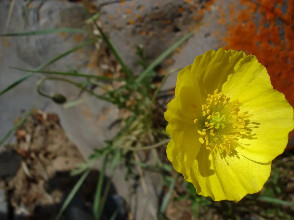 Iceland Poppy (Papaver Nudicaule) — Deadheading encourages prolonged blooming; hairy stems that can reach heights of 12 to 24 inches, image 97