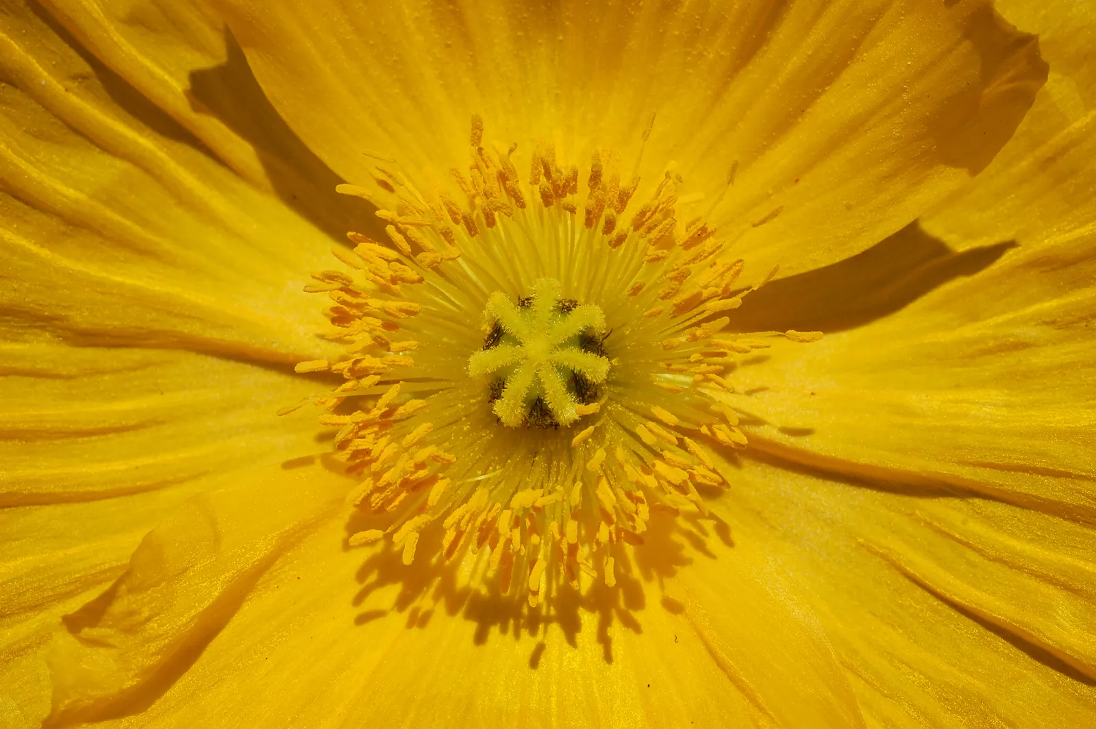 Iceland Poppy (Papaver Nudicaule) — Regular deadheading encourages prolonged blooming; the Iceland Poppy (Papaver nudicaule) is a hardy perennial, image 63