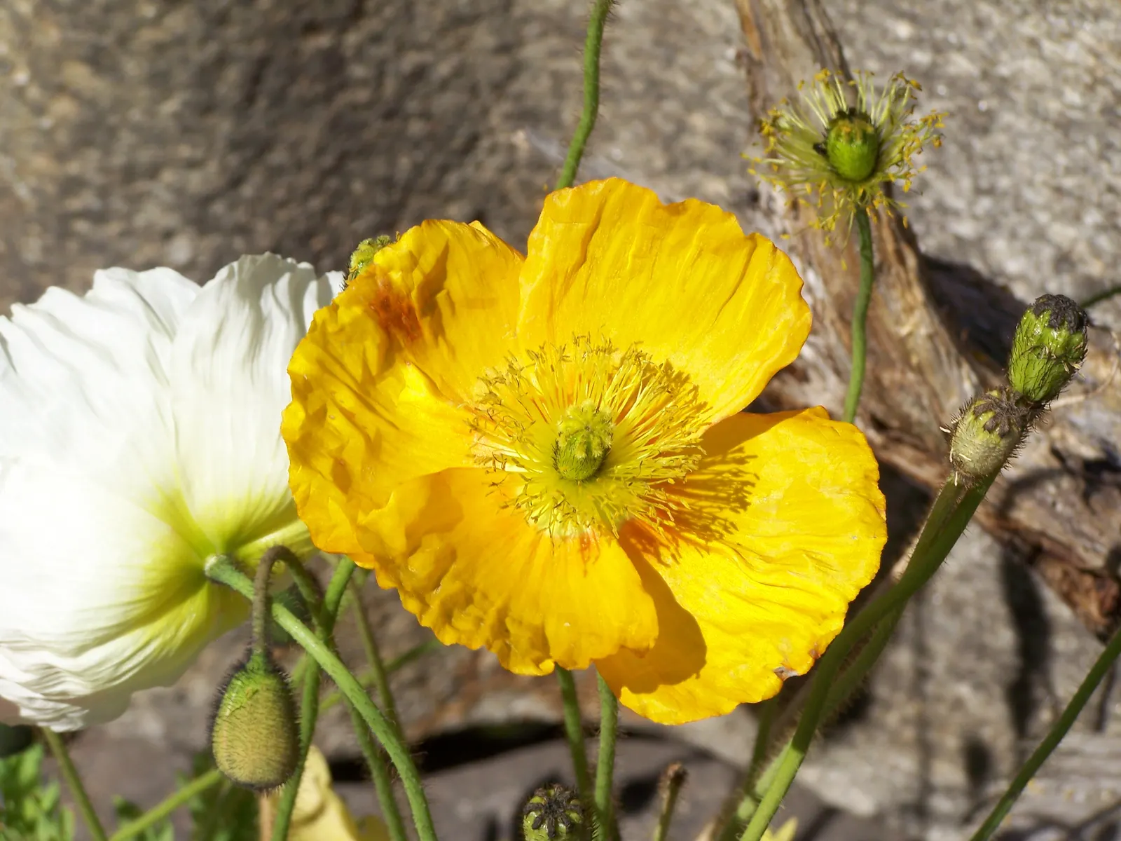 Iceland Poppy (Papaver Nudicaule) — The Iceland Poppy (Papaver nudicaule) is a hardy perennial with a short-lived nature; rising up to 2 feet tall, image 93