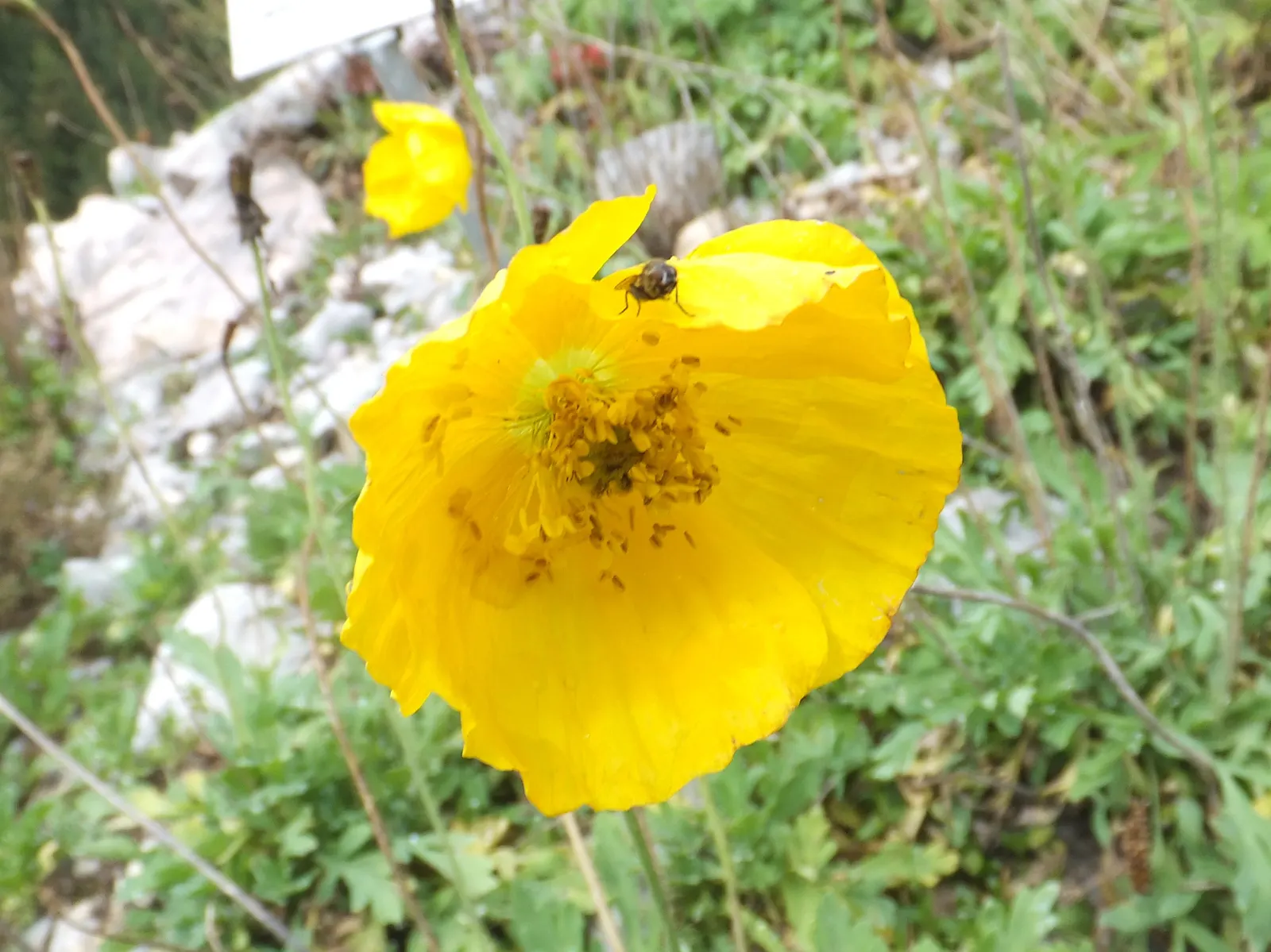 Iceland Poppy (Papaver Nudicaule) — sandy loam or chalky soil; this poppy is not only visually appealing but also attracts pollinators, image 59