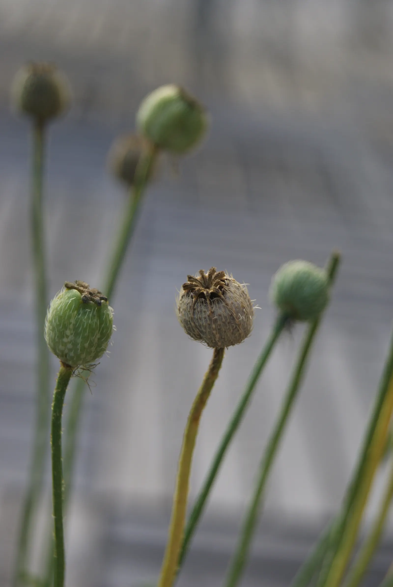 Iceland Poppy (Papaver Nudicaule) — Regular deadheading encourages prolonged blooming; the Iceland Poppy (Papaver nudicaule) is a hardy perennial, image 86